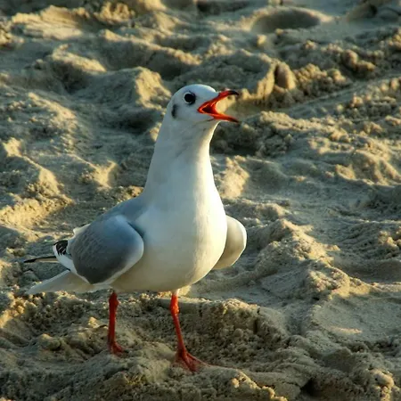 דירה Ferienwohnung 540 &Quotsteuermann&Quot