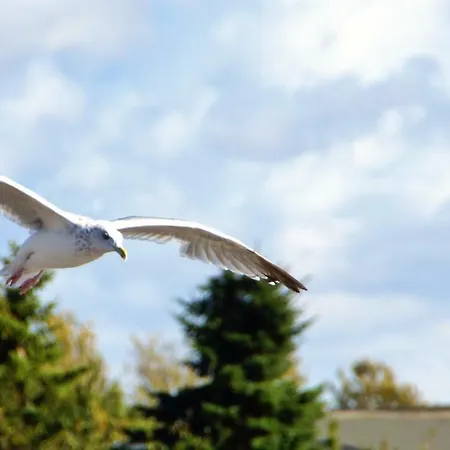 Ferienwohnung 540 Steuermann Apartment
